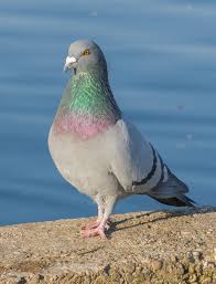 La minute de Maryse : Les secrets des pigeons